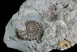 Ammonite (Promicroceras) Cluster - Somerset, England #86231-2